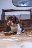 Yellow Girl, a female Miniature Dachshund for sale in San Antonio, TX – 2 of 2