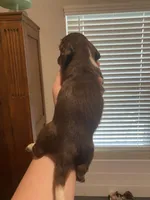 Long Hair Green Girl, a female Miniature Dachshund for sale in San Antonio, TX – 2 of 3