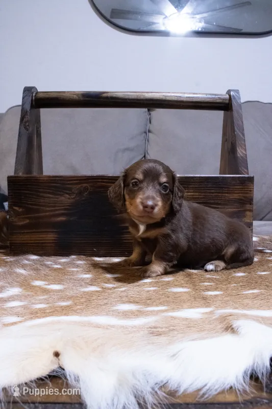 Grey Boy – Miniature Dachshund puppy on hold in San Antonio, TX