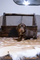 Grey Boy, a male Miniature Dachshund for sale in San Antonio, TX – 1 of 2