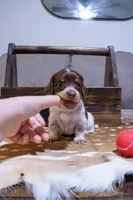 White Girl, a female Miniature Dachshund for sale in San Antonio, TX – 2 of 2