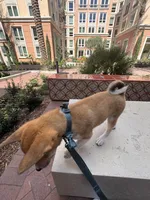 Yuki, a male Shiba Inu for sale in Irvine, CA – 5 of 5