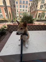 Yuki, a male Shiba Inu for sale in Irvine, CA – 3 of 5