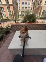 Yuki, a male Shiba Inu for sale in Irvine, CA – 4 of 5