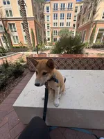 Yuki, a male Shiba Inu for sale in Irvine, CA – 2 of 5
