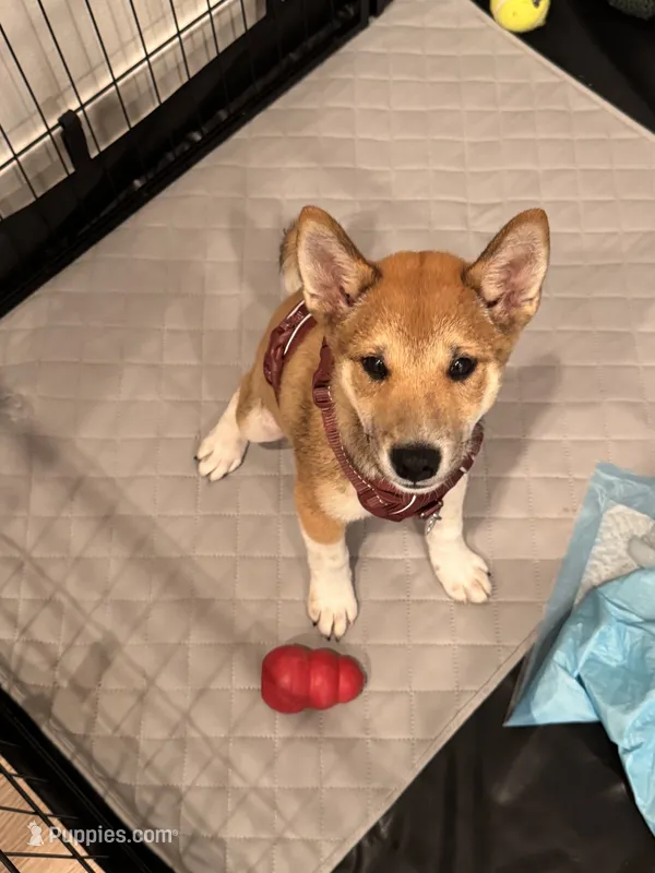 Yuki – Shiba Inu puppy for sale in Irvine, CA