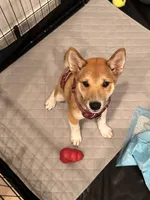 Yuki, a male Shiba Inu for sale in Irvine, CA – 1 of 5