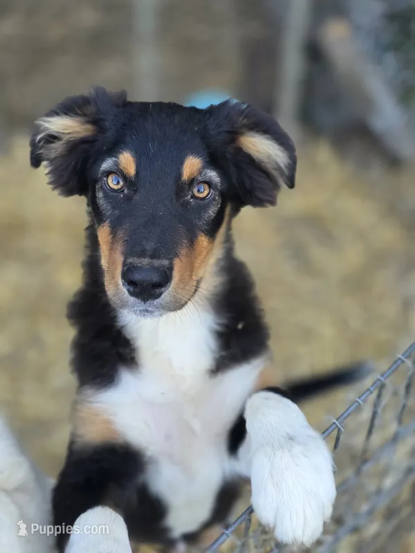 Tucker (💙) – Australian Shepherd puppy for sale in Wytheville, VA