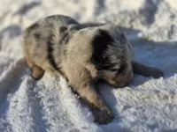 River, a male Australian Shepherd for sale in Wytheville, VA – 8 of 9