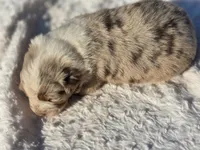 Sienna , a female Australian Shepherd for sale in Wytheville, VA – 2 of 7
