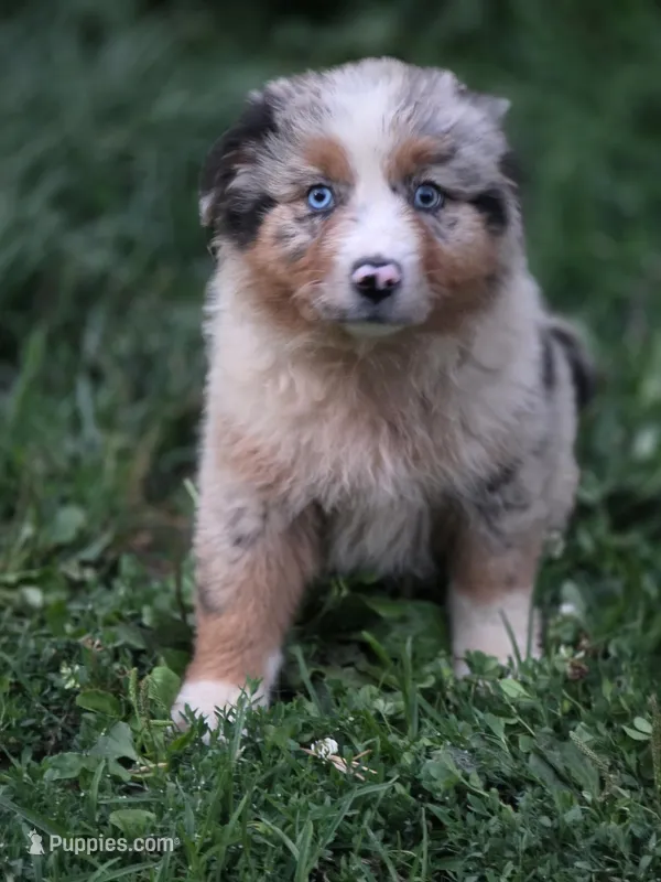 Akira – Australian Shepherd puppy on hold in Wytheville, VA