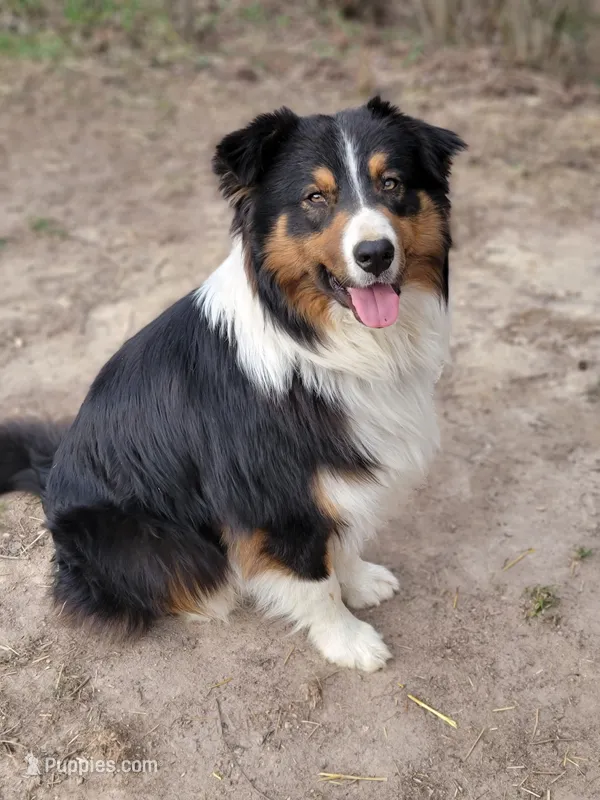 PePe (with tail) – Australian Shepherd puppy for sale in Wytheville, VA