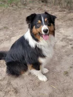 PePe (with tail), a male Australian Shepherd for sale in Wytheville, VA – 1 of 2