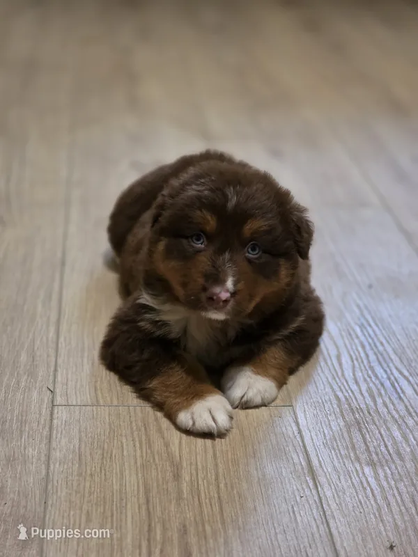 Indie (💜) – Australian Shepherd puppy for sale in Wytheville, VA