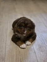 Indie (💜), a female Australian Shepherd for sale in Wytheville, VA – 7 of 10