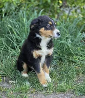 Maverick (💛), a male Australian Shepherd for sale in Wytheville, VA – 2 of 3