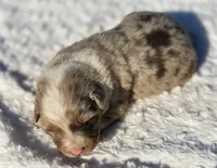 Whiskey , a male Australian Shepherd for sale in Wytheville, VA – 6 of 7