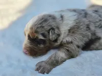 Whiskey , a male Australian Shepherd for sale in Wytheville, VA – 3 of 7