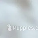 Camden, a male Australian Shepherd and Great Pyrenees for sale in Wytheville, VA – Photo 2 of 6