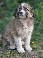 Brooks, a male Australian Shepherd and Great Pyrenees for sale in Wytheville, VA – Photo 3 of 10