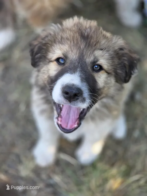 Sammy (Happy Boy🧡) – Australian Shepherd, Great Pyrenees puppy for sale in Wytheville, VA