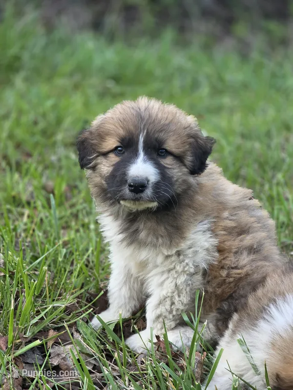 Brooks – Australian Shepherd, Great Pyrenees puppy for sale in Wytheville, VA