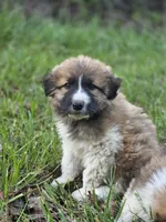Brooks, a male Australian Shepherd and Great Pyrenees for sale in Wytheville, VA – Photo 4 of 10