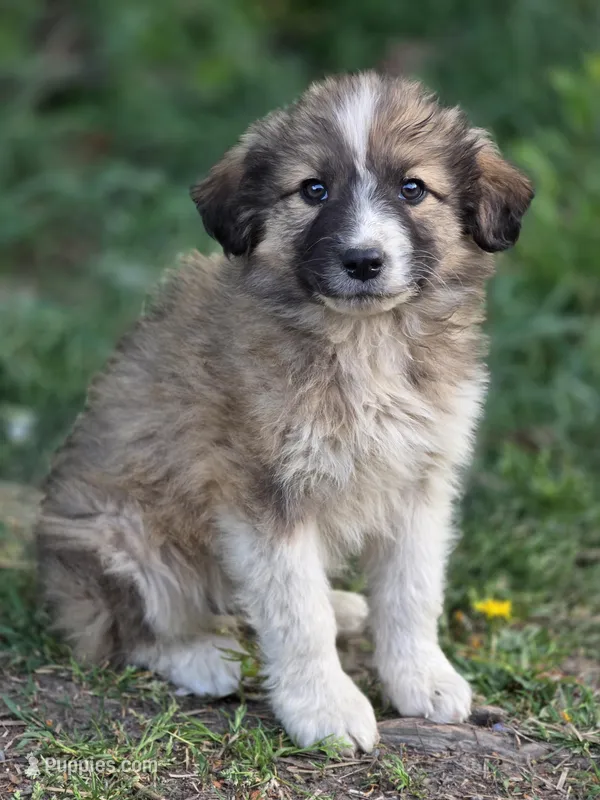 Brooks – Australian Shepherd, Great Pyrenees puppy for sale in Wytheville, VA
