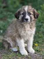 Brooks, a male Australian Shepherd and Great Pyrenees for sale in Wytheville, VA – Photo 1 of 10