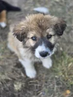 Sammy (Happy Boy🧡), a male Australian Shepherd and Great Pyrenees for sale in Wytheville, VA – 5 of 10