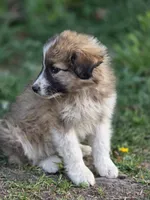 Brooks, a male Australian Shepherd and Great Pyrenees for sale in Wytheville, VA – Photo 2 of 10