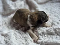 Camden, a male Australian Shepherd and Great Pyrenees for sale in Wytheville, VA – Photo 3 of 6