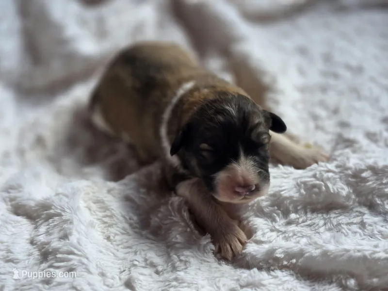 Camden, a male Australian Shepherd and Great Pyrenees for sale in Wytheville, VA – Photo 1 of 6