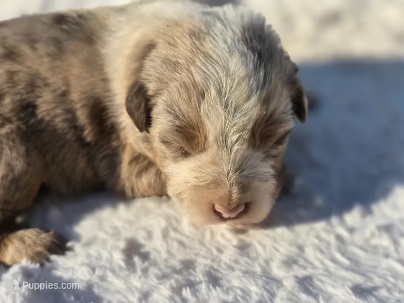 Sienna  – Australian Shepherd puppy for sale in Wytheville, VA