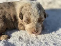 Sienna , a female Australian Shepherd for sale in Wytheville, VA – 1 of 7