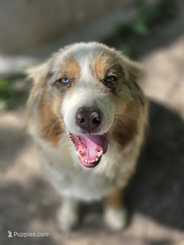 Everleigh (AKC) – Australian Shepherd puppy for sale in Wytheville, VA