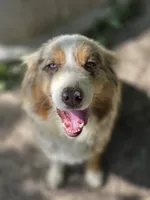 Everleigh (AKC), a female Australian Shepherd for sale in Wytheville, VA – 2 of 5