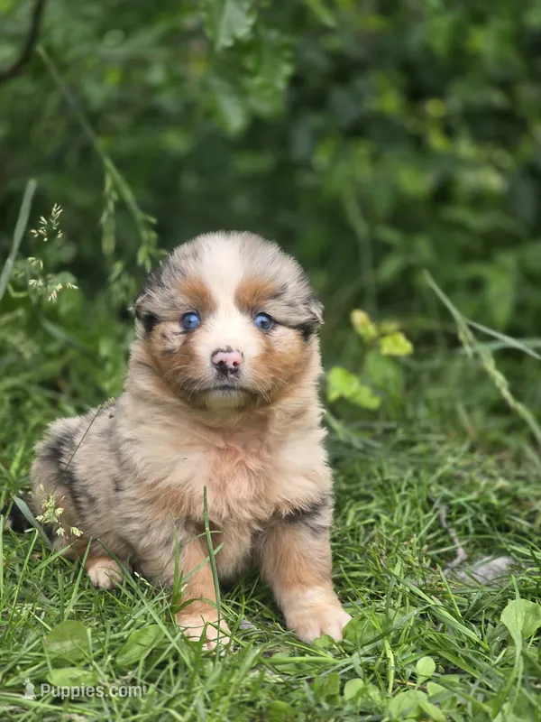 Akira – Australian Shepherd puppy on hold in Wytheville, VA