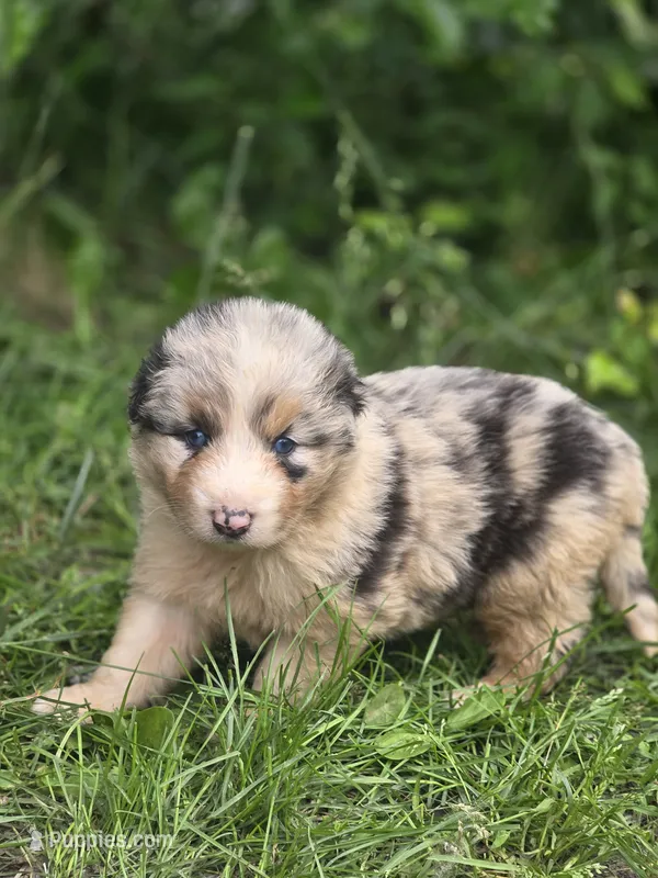 River (🩵) – Australian Shepherd puppy for sale in Wytheville, VA