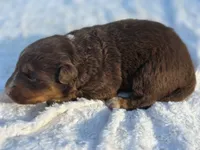 Indie, a female Australian Shepherd for sale in Wytheville, VA – 3 of 10