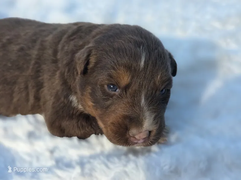 Indie – Australian Shepherd puppy for sale in Wytheville, VA