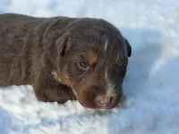 Indie, a female Australian Shepherd for sale in Wytheville, VA – 1 of 10