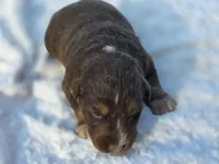 Indie, a female Australian Shepherd for sale in Wytheville, VA – 7 of 10
