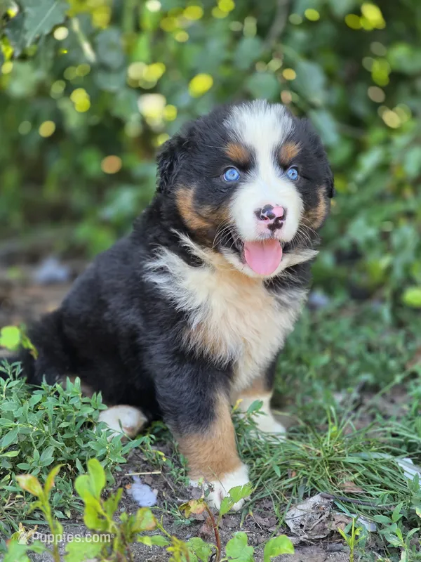 Rocky (❤️) – Australian Shepherd puppy for sale in Wytheville, VA