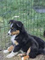 Maverick (💛), a male Australian Shepherd for sale in Wytheville, VA – 2 of 6