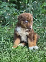 Indie (💜), a female Australian Shepherd for sale in Wytheville, VA – 2 of 10