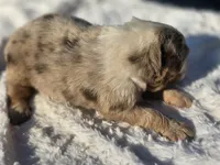 Sienna , a female Australian Shepherd for sale in Wytheville, VA – 4 of 7