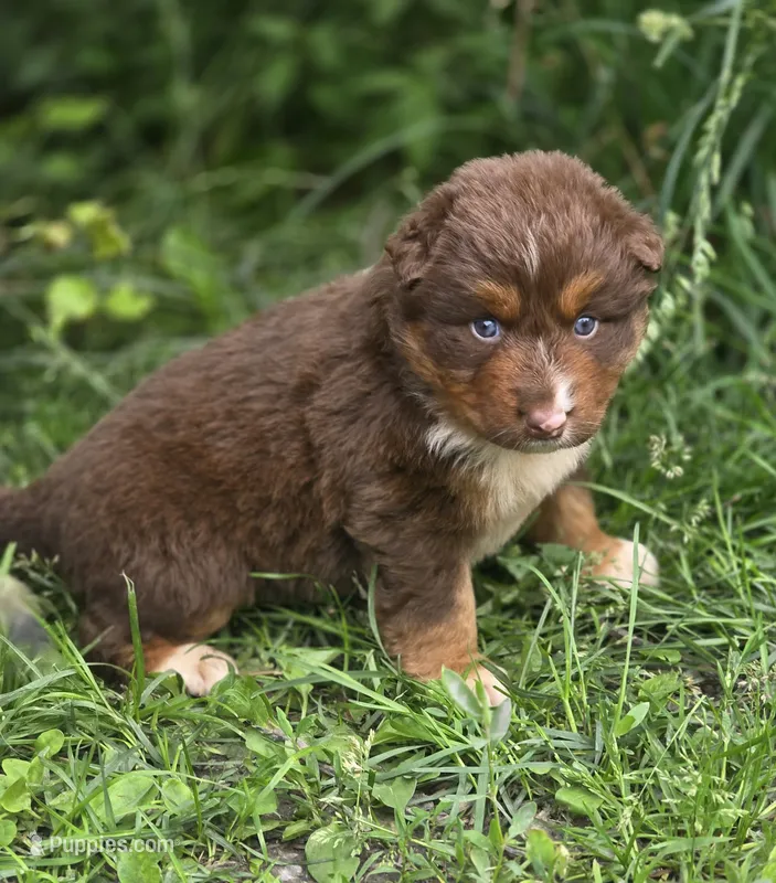 Indie (💜) – Australian Shepherd puppy for sale in Wytheville, VA