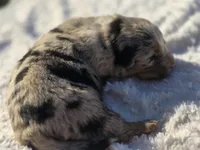 Akira, a female Australian Shepherd for sale in Wytheville, VA – 5 of 6