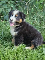 Rocky (❤️), a male Australian Shepherd for sale in Wytheville, VA – 4 of 9